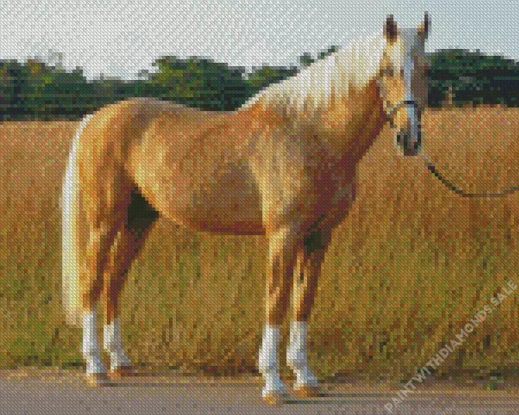 blonde Palomino horse Diamond By Numbers Blonde Palomino Horse Diamond Painting