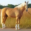 Blonde Palomino Horse Diamond Painting