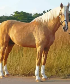 Blonde Palomino Horse Diamond Painting