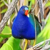 Blue American Purple Gallinule Diamond Painting
