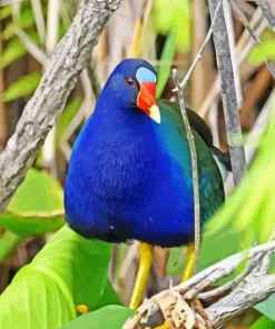 Blue American Purple Gallinule Diamond Painting