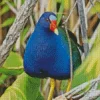 Blue American Purple Gallinule Diamond Painting