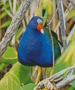 Blue American Purple Gallinule Diamond Painting