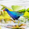 Blue American Purple Gallinule Bird Diamond Painting