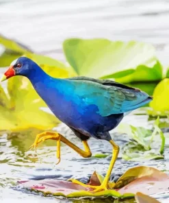 Blue American Purple Gallinule Bird Diamond Painting