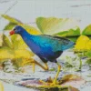 Blue American Purple Gallinule Bird Diamond Painting