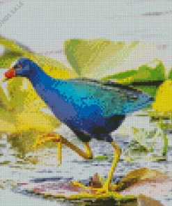 Blue American Purple Gallinule Bird Diamond Painting