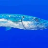 Blue Barracuda Fish Diamond Painting