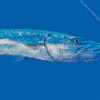 Blue Barracuda Fish Diamond Painting