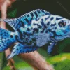 Blue Cichlid Diamond Painting