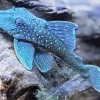 Blue Pleco Fish Diamond Painting