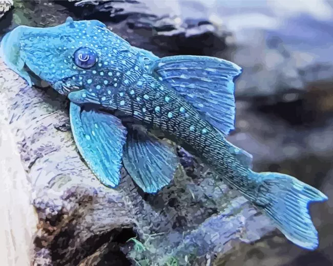 blue Pleco Fish Diamond Paints Blue Pleco Fish Diamond Painting