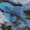 Blue Pleco Fish Diamond Painting