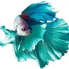 Blue Siamese Fighting Fish Diamond Painting