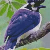 Blue Tufted Jay Bird Diamond Painting