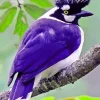 Blue Tufted Jay Bird Diamond Painting