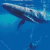 Blue Whale Diamond Painting