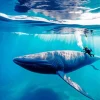 Blue Whale Underwater Diamond Painting