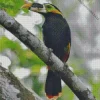 Blue Yellow Eared Toucanet Diamond Painting