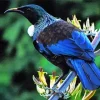 Blue Cute Tui Bird Diamond Painting