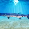 Blue Tailed Barracuda Fishing Diamond Painting