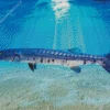 Blue Tailed Barracuda Fishing Diamond Painting