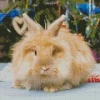 Brown Angora Rabbit Diamond Painting