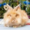 Brown Angora Rabbit Diamond Painting