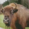 Brown Bison Diamond Painting