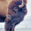 Brown Bison In Snow Diamond Painting