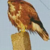 Brown Common Buzzard Diamond Painting