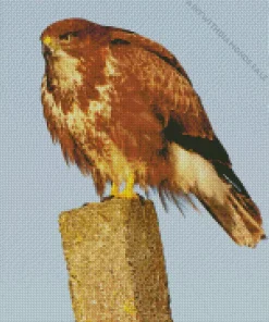Brown Common Buzzard Diamond Painting