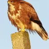 Brown Common Buzzard Diamond Painting