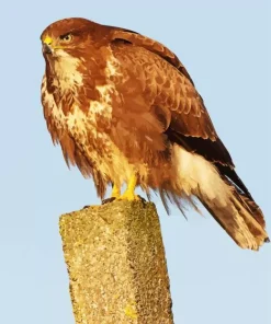 Brown Common Buzzard Diamond Painting