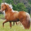 Brown Palomino Horse Diamond Painting