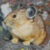 Brown Pika Diamond Painting