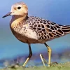 Brown Sandpiper Bird Diamond Painting