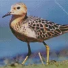 Brown Sandpiper Bird Diamond Painting