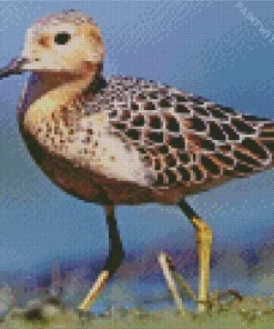 Brown Sandpiper Bird Diamond Painting