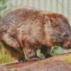 Brown Wombat Diamond Painting