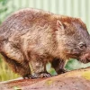 Brown Wombat Diamond Painting