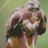 Brown And White Common Buzzard Diamond Painting