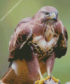 Brown And White Common Buzzard Diamond Painting