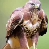 Brown And White Common Buzzard Diamond Painting