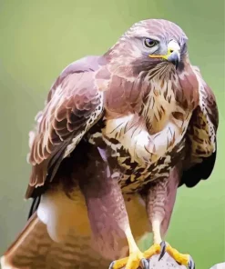 Brown And White Common Buzzard Diamond Painting