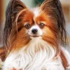 Brown And White Papillon Dog Diamond Painting