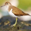 Brown And White Sandpiper Diamond Painting