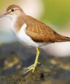 Brown And White Sandpiper Diamond Painting