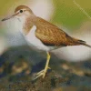Brown And White Sandpiper Diamond Painting