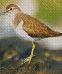 Brown And White Sandpiper Diamond Painting